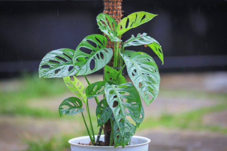 monstera acuminata plant in white pot