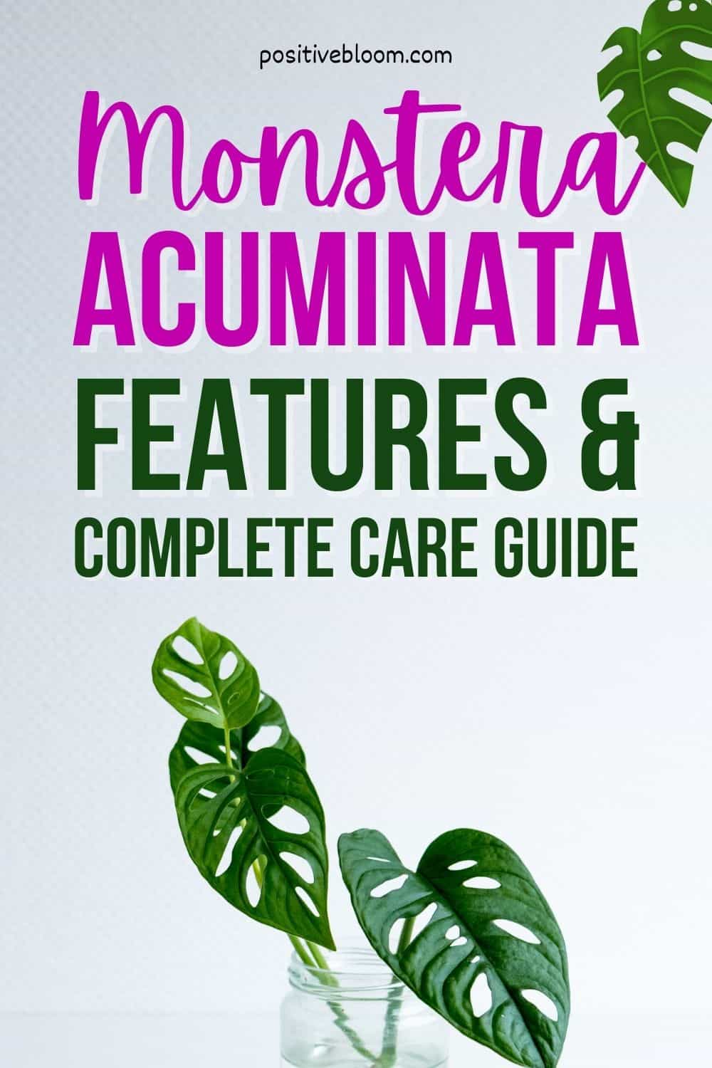 Monstera Acuminata Features And A Complete Care Guide Pinterest