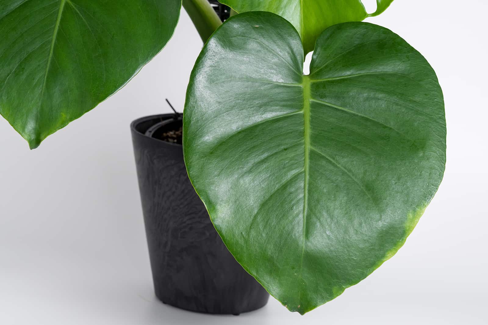 monstera leaf without fenestrations
