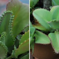 Mother Of Millions vs Mother Of Thousands