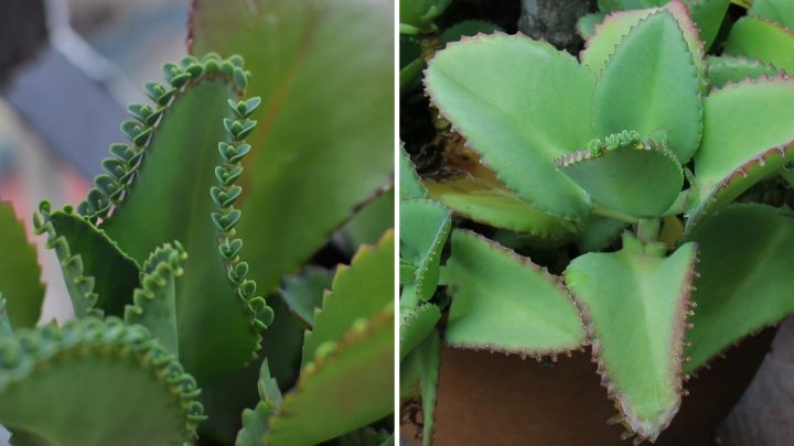 Mother Of Millions vs Mother Of Thousands: Main Differences