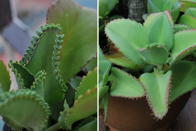 Mother Of Millions vs Mother Of Thousands