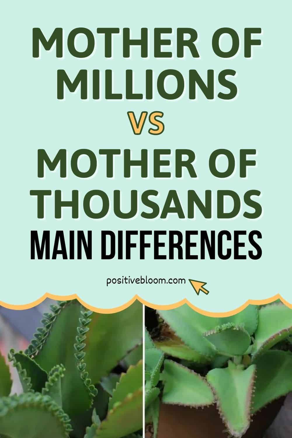 Mother Of Millions vs Mother Of Thousands Main Differences Pinterest
