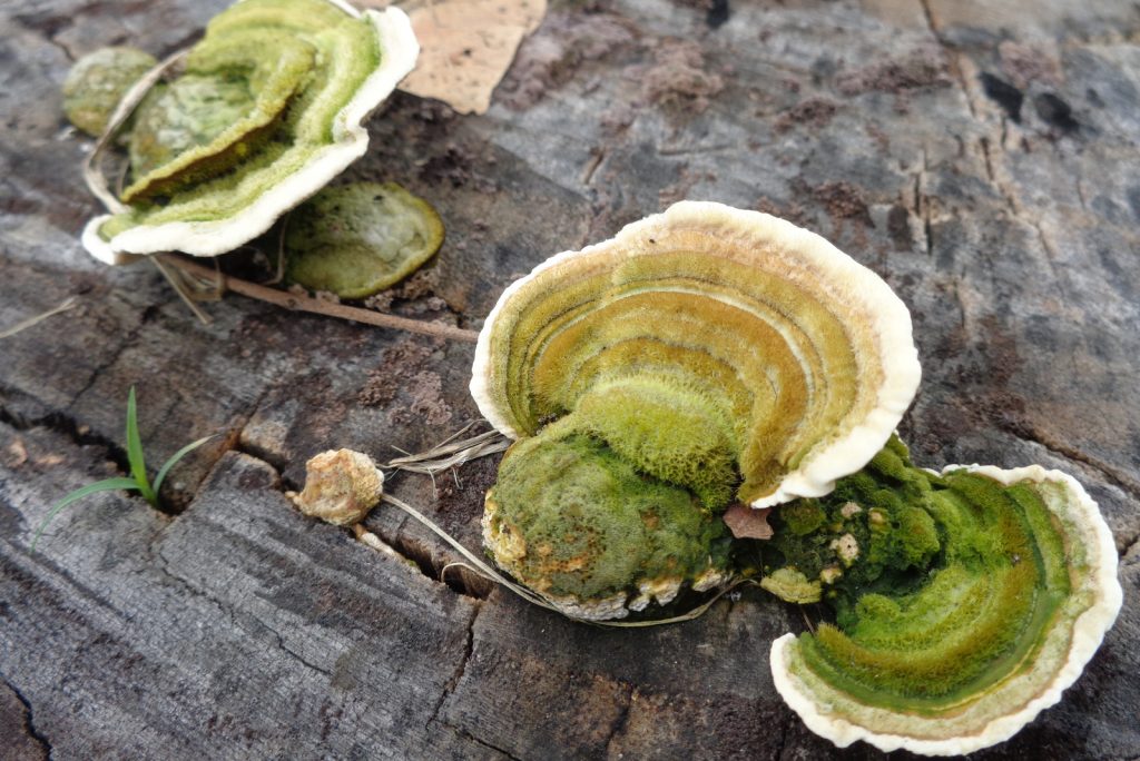 Are Mushrooms Decomposers Learn Everything You Need To Know Biology Diagrams