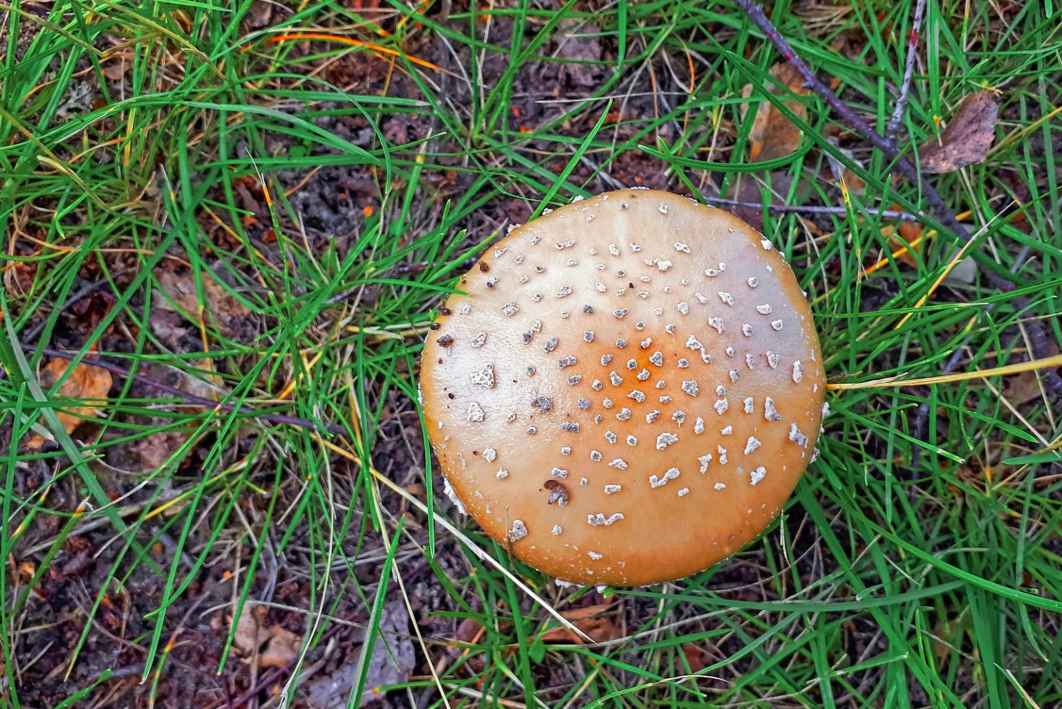 Are Mushrooms Decomposers? Learn Everything You Need To Know Biology Diagrams