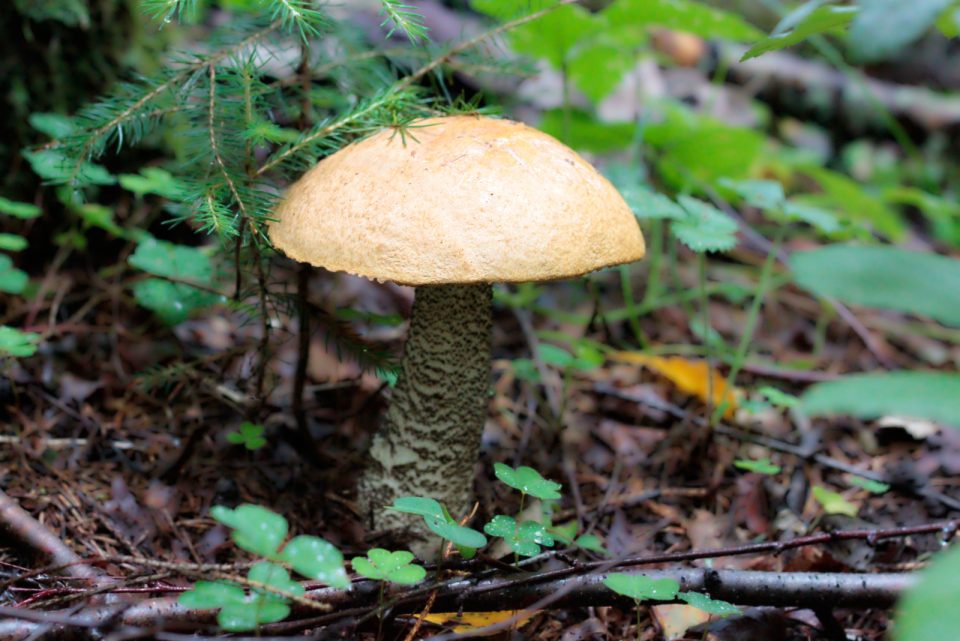 Are Mushrooms Decomposers Learn Everything You Need To Know Biology Diagrams