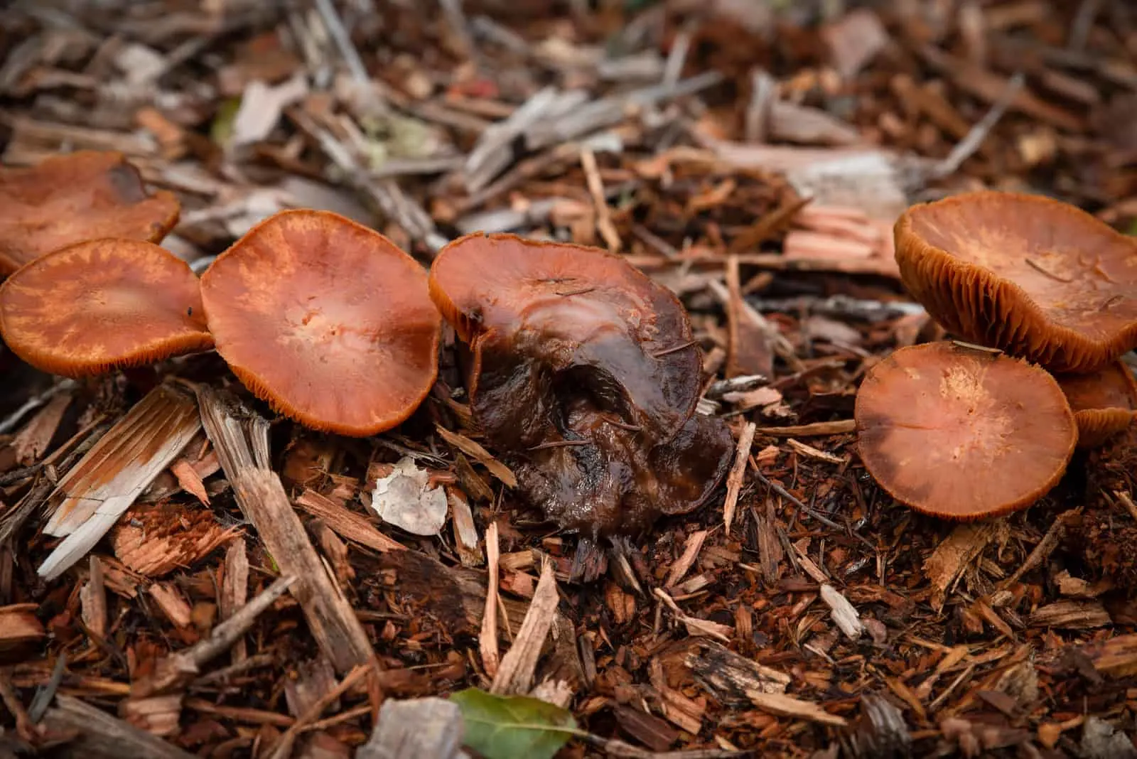 Mushrooms decomposing on floor