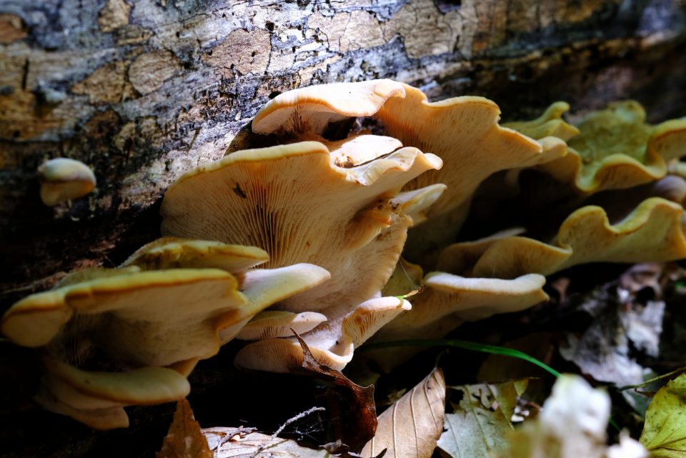 Are Mushrooms Decomposers? Learn Everything You Need To Know Biology Diagrams