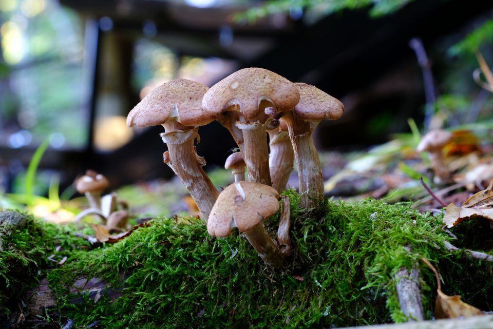 Are Mushrooms Decomposers? Learn Everything You Need To Know Biology Diagrams