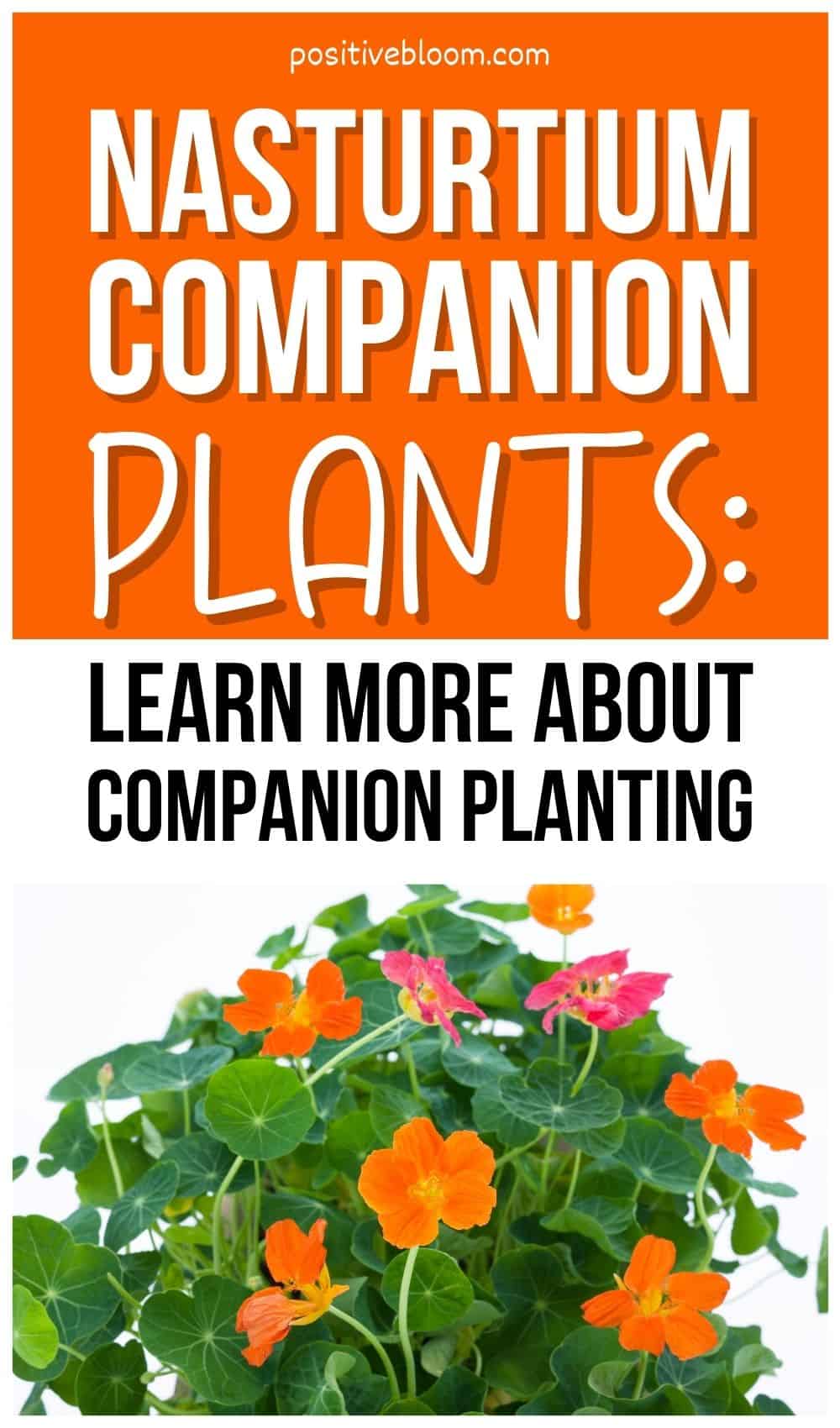 Nasturtium Companion Plants Learn More About Companion Planting