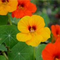 nasturtium flowers