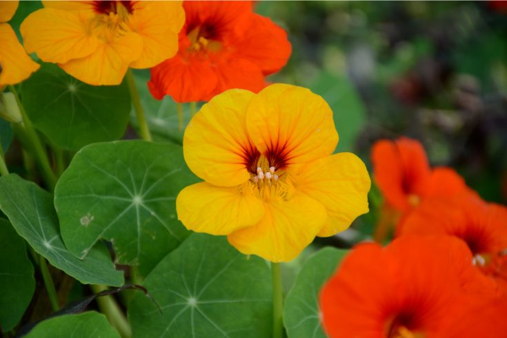 Nasturtium Companion Plants: Learn More About Companion Planting