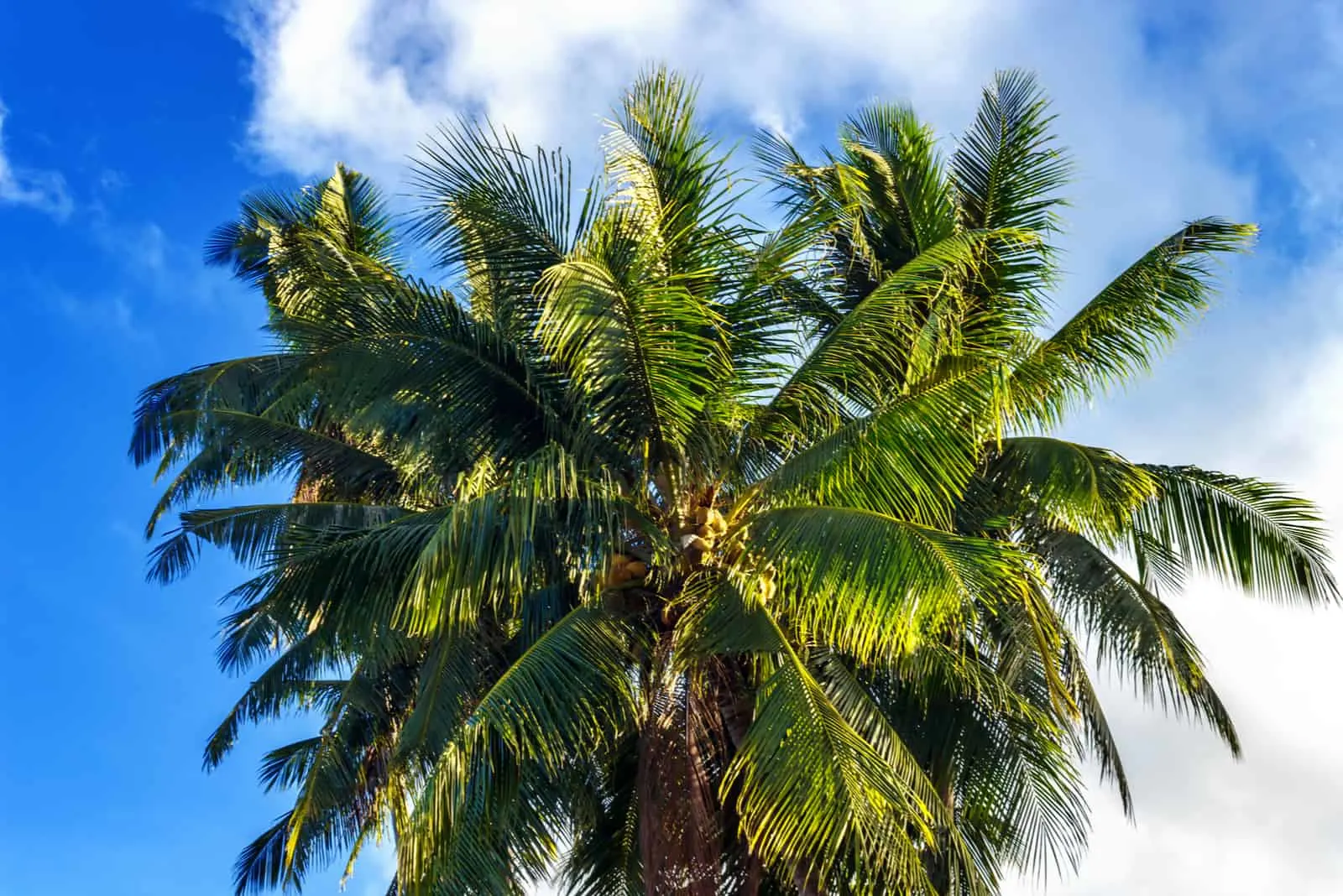 Palm tree with coconuts against the blue sky