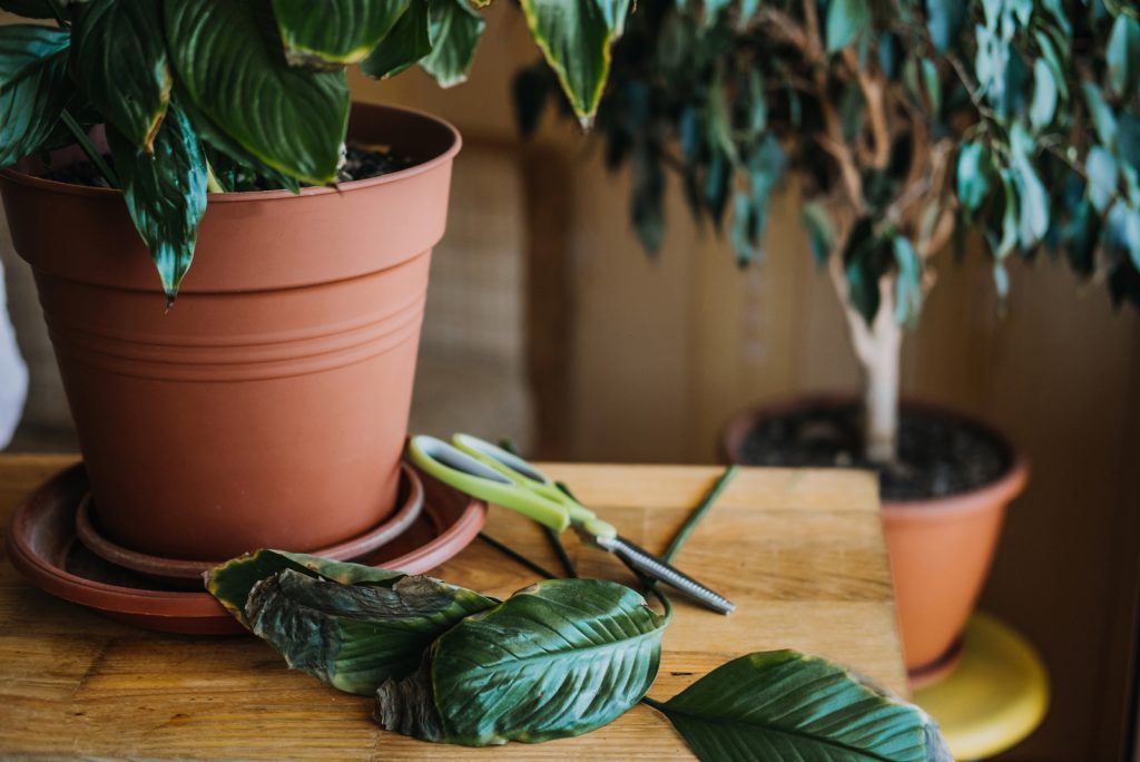Why Is My Peace Lily Drooping? Find Out Causes And Solutions
