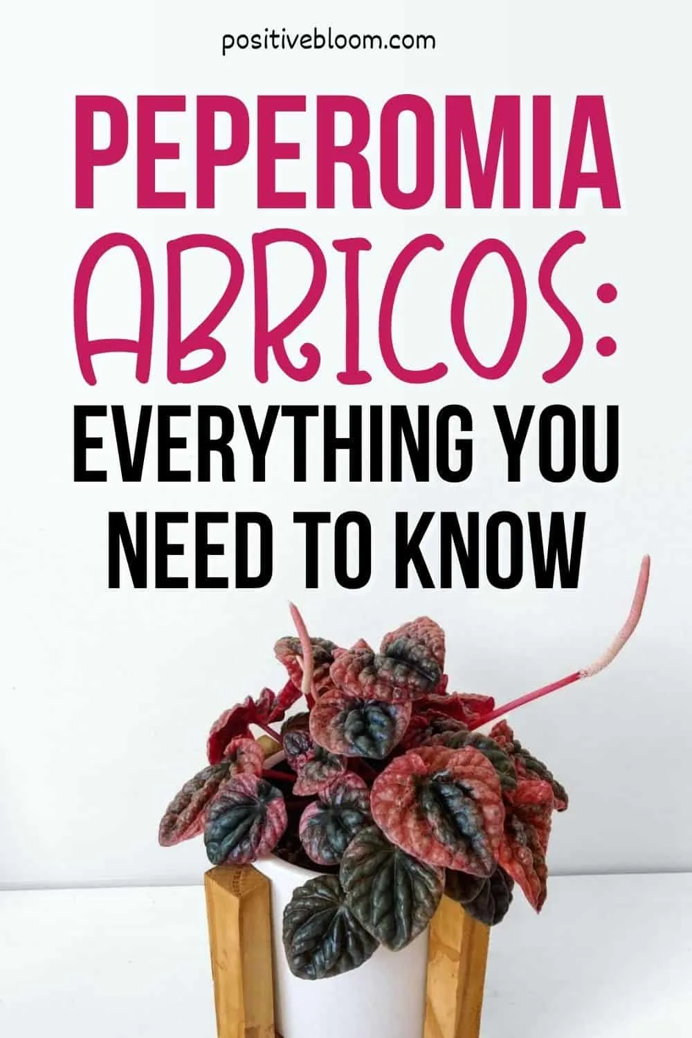 Peperomia Abricos Everything You Need To Know Pinterest