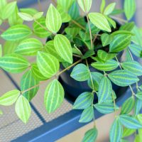 peperomia angulata plant