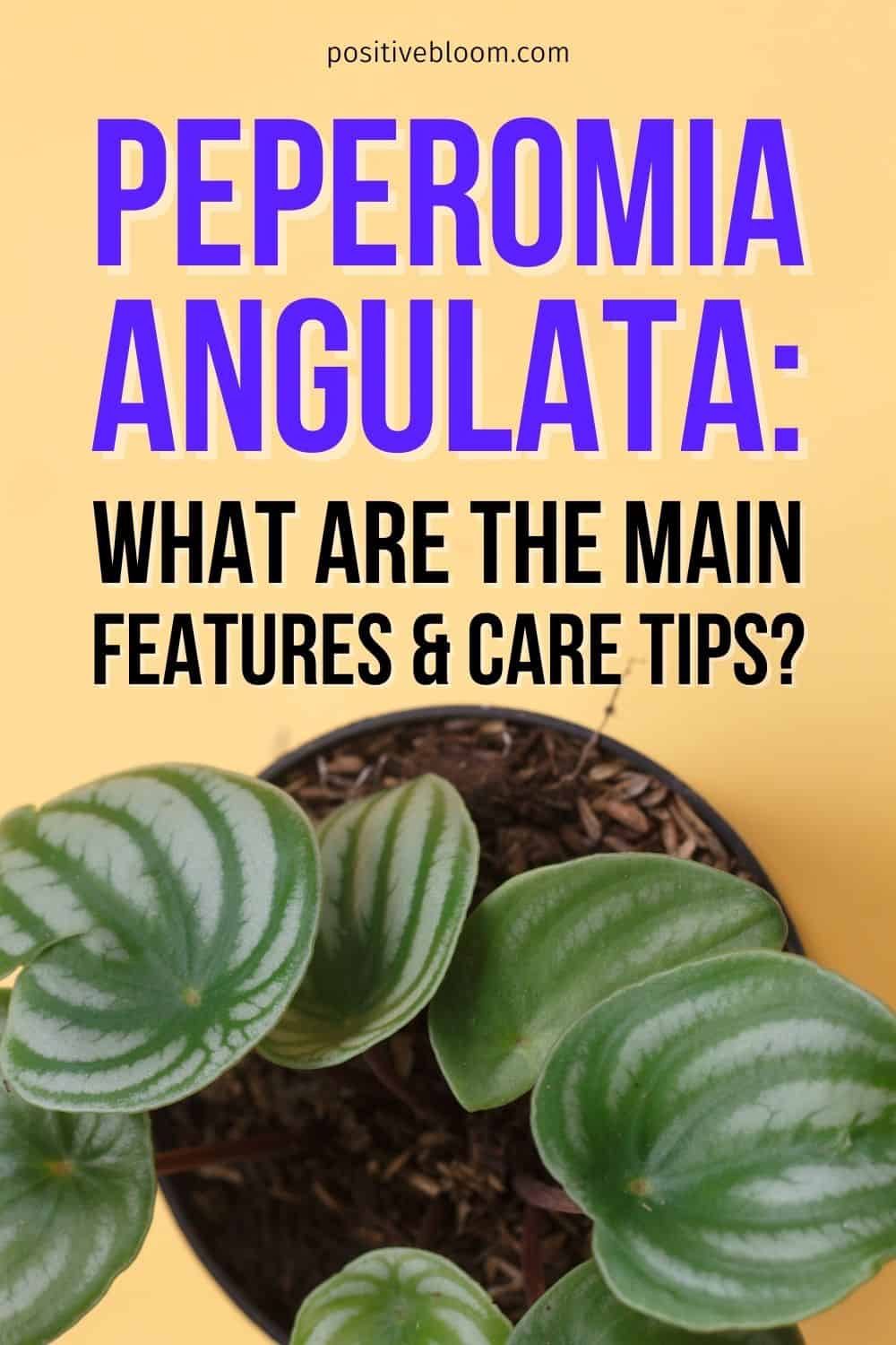 Peperomia Angulata What Are The Main Features And Care Tips Pinterest