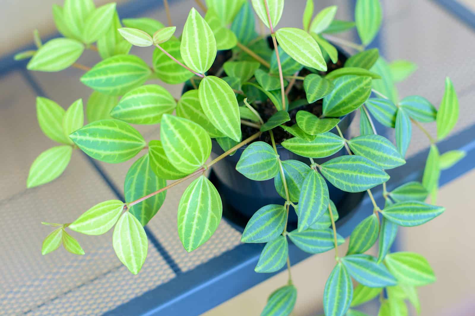 Peperomia Angulata: What Are The Main Features And Care Tips?