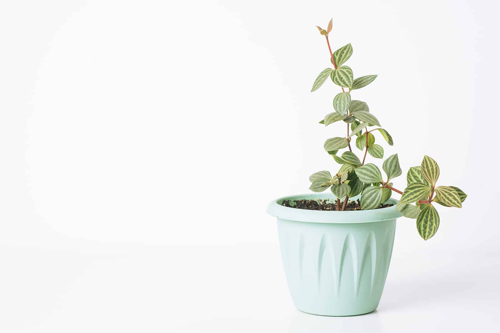 peperomia angulata plant in pot