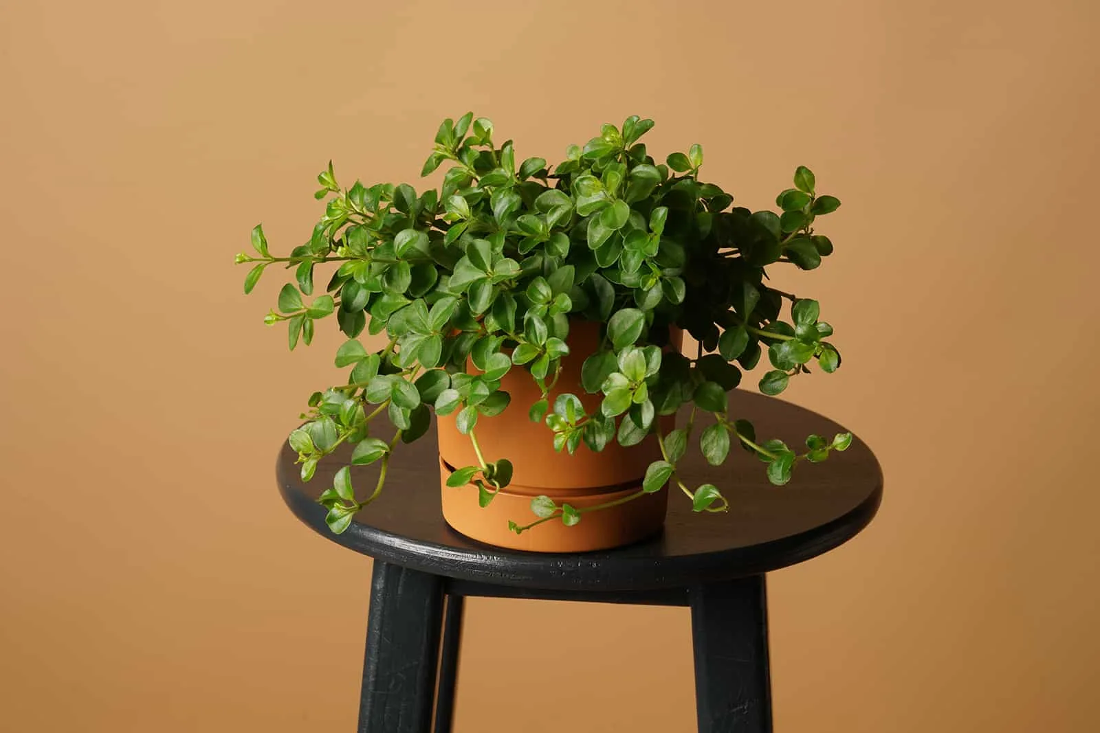 Peperomia rotundifolia in pot
