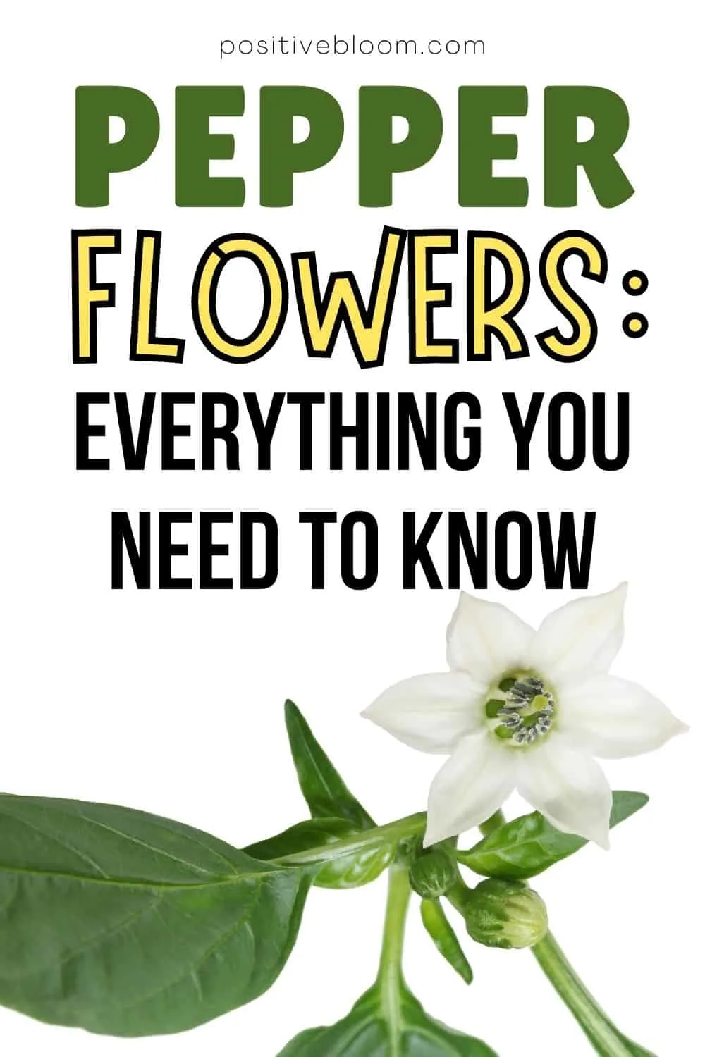 Pepper Flowers Everything You Need To Know