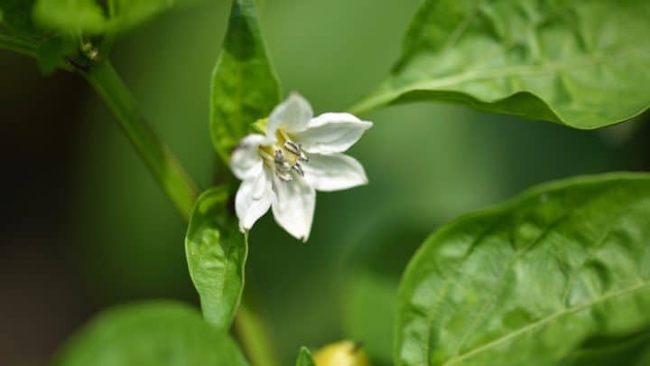 Pepper Flowers: Everything You Need To Know