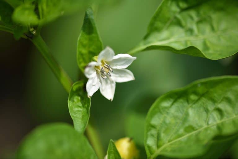 white pepper flower