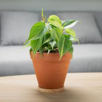 Philodendron Cream Splash in a brown pot on the table