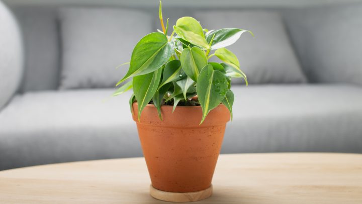 Philodendron Cream Splash: Features, Facts, And Care Guide