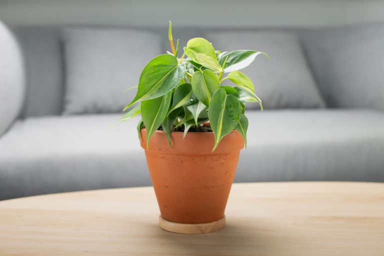 Philodendron Cream Splash in a brown pot on the table