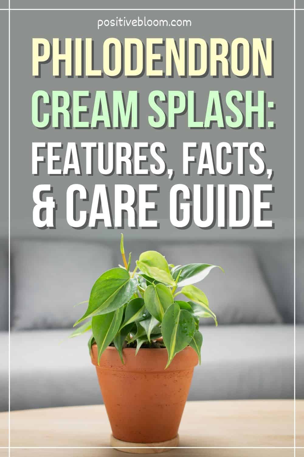 Philodendron Cream Splash Features, Facts, And Care Guide Pinterest