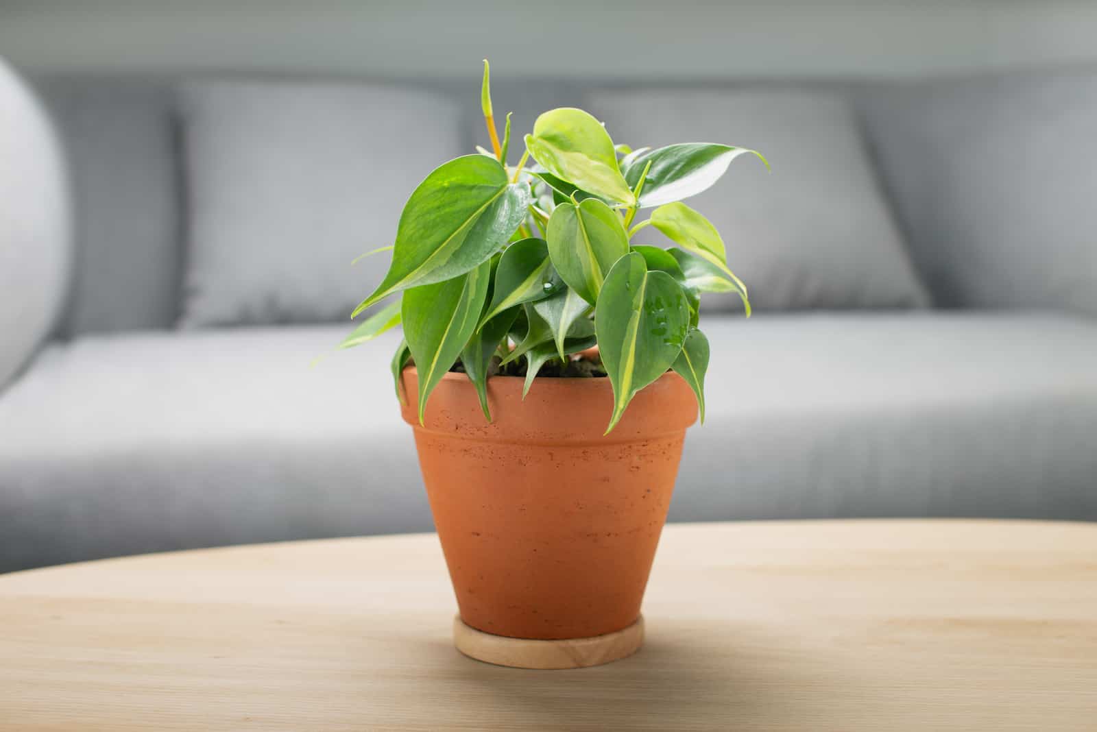 Philodendron Cream Splash: Features, Facts, And Care Guide