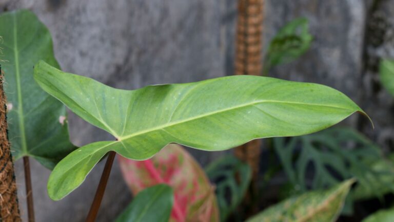 philodendron mexicanum