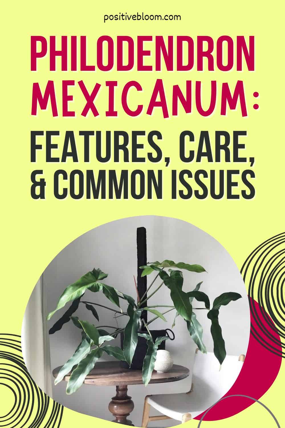 Philodendron Mexicanum Features, Care, And Common Issues Pinterest