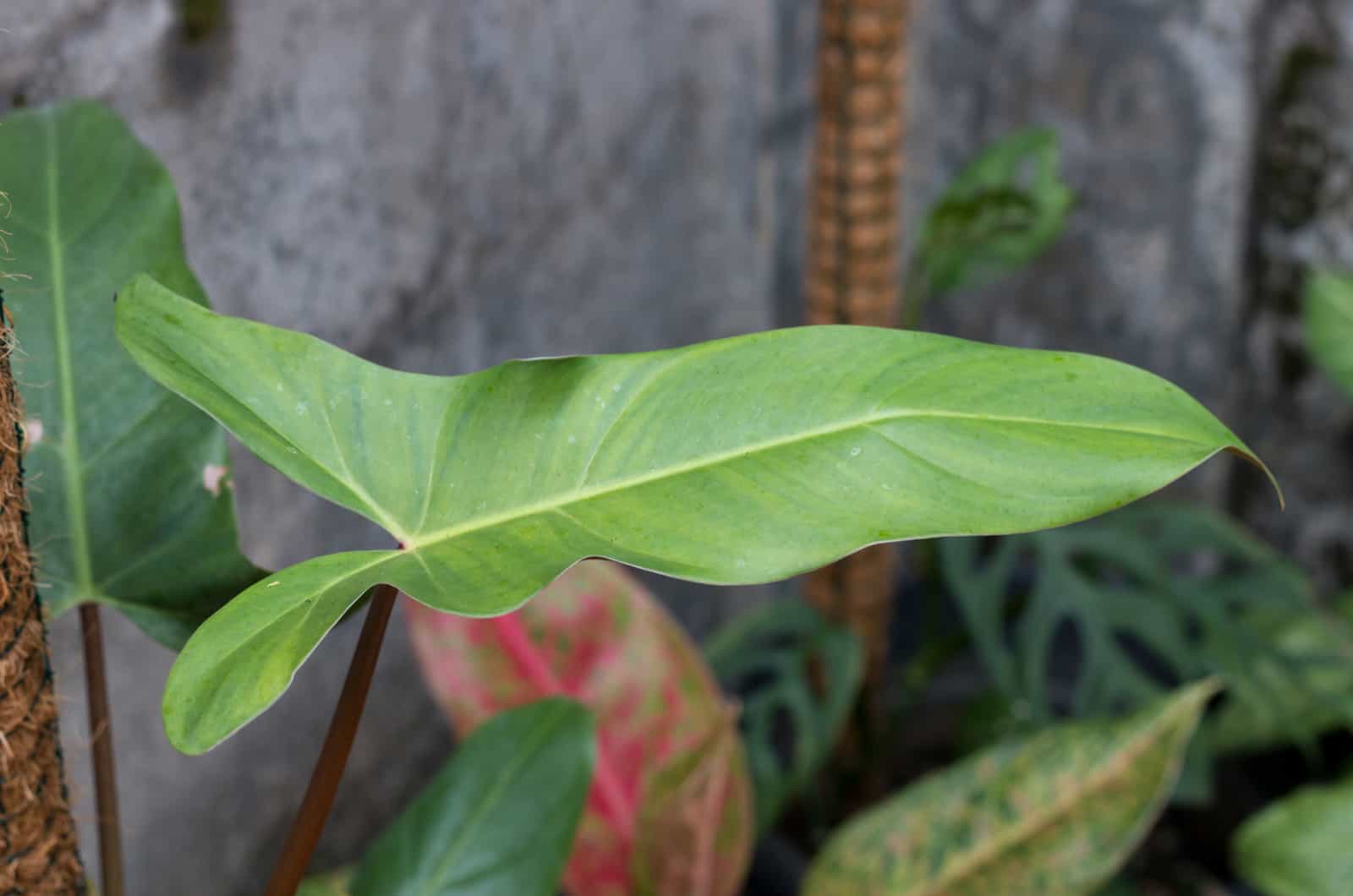 Philodendron Mexicanum leaf