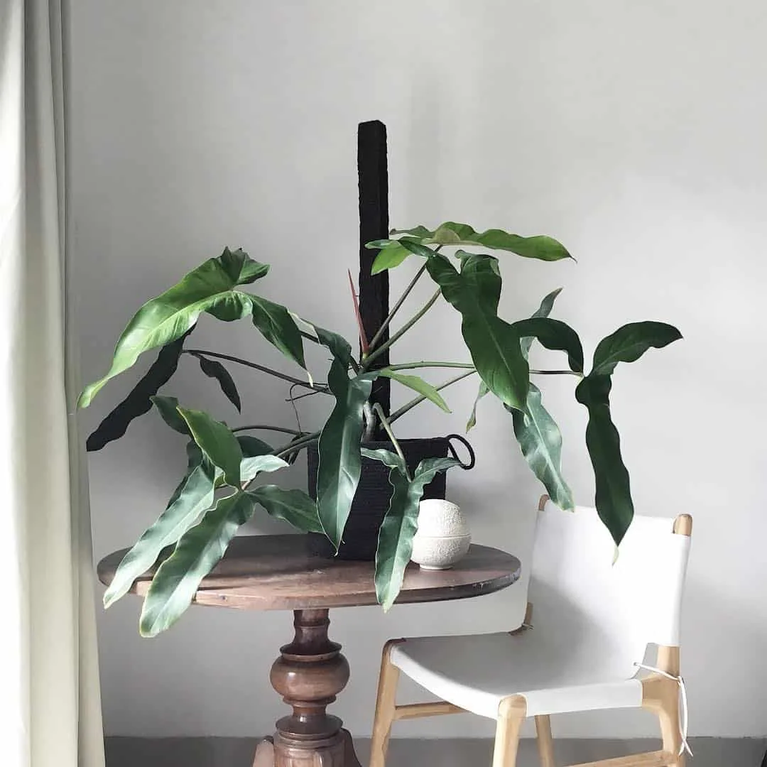 Philodendron Mexicanum on a table