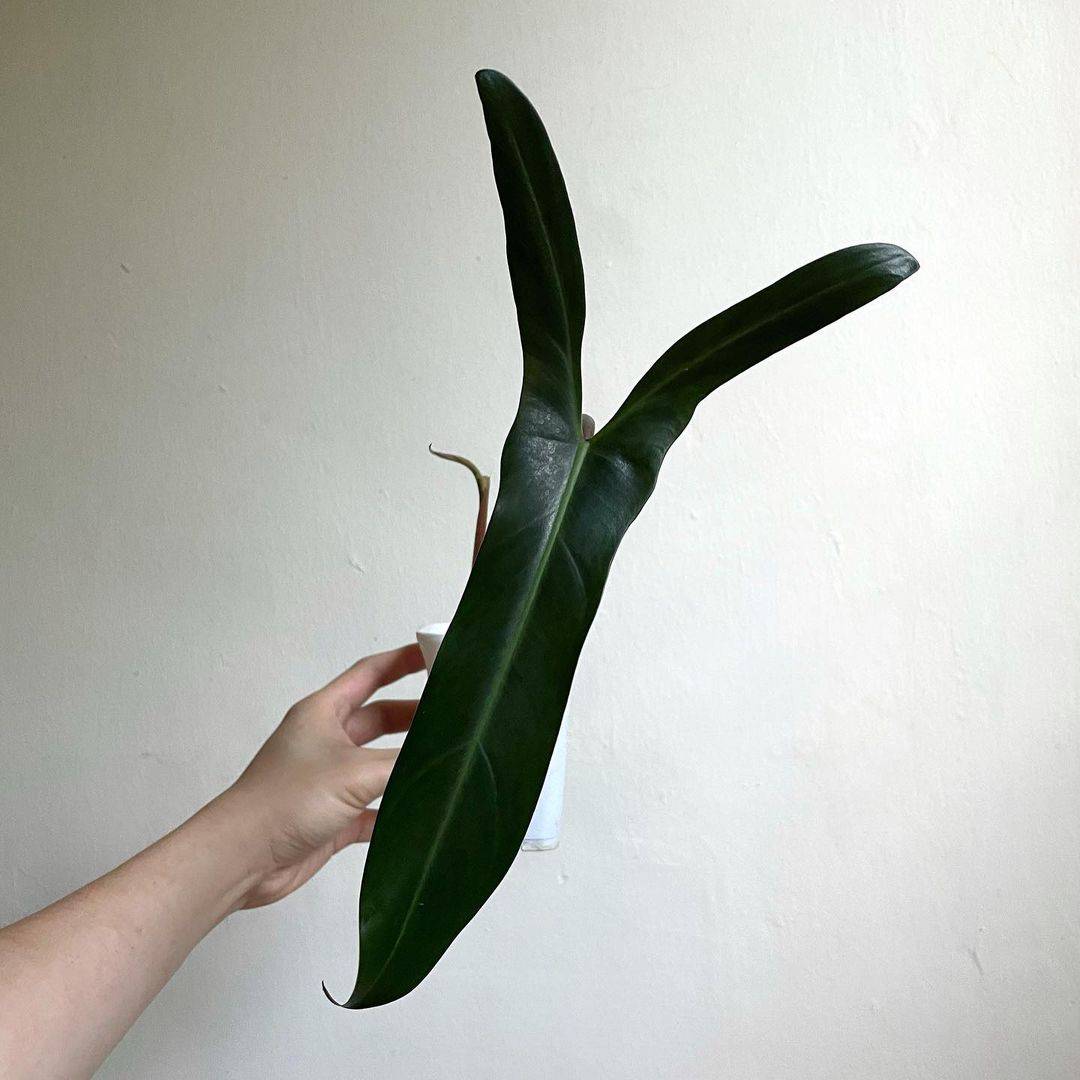 Philodendron Mexicanum single leaf