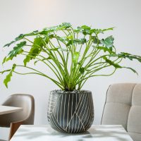 Philodendron Monsteraon table in living room