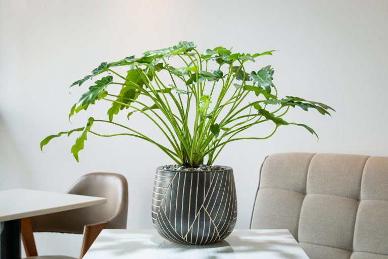 Philodendron Monsteraon table in living room