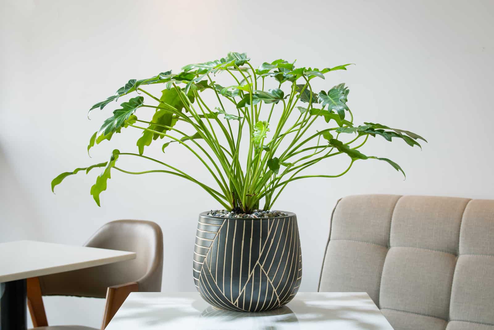 Philodendron Monstera – All Your Questions Answered