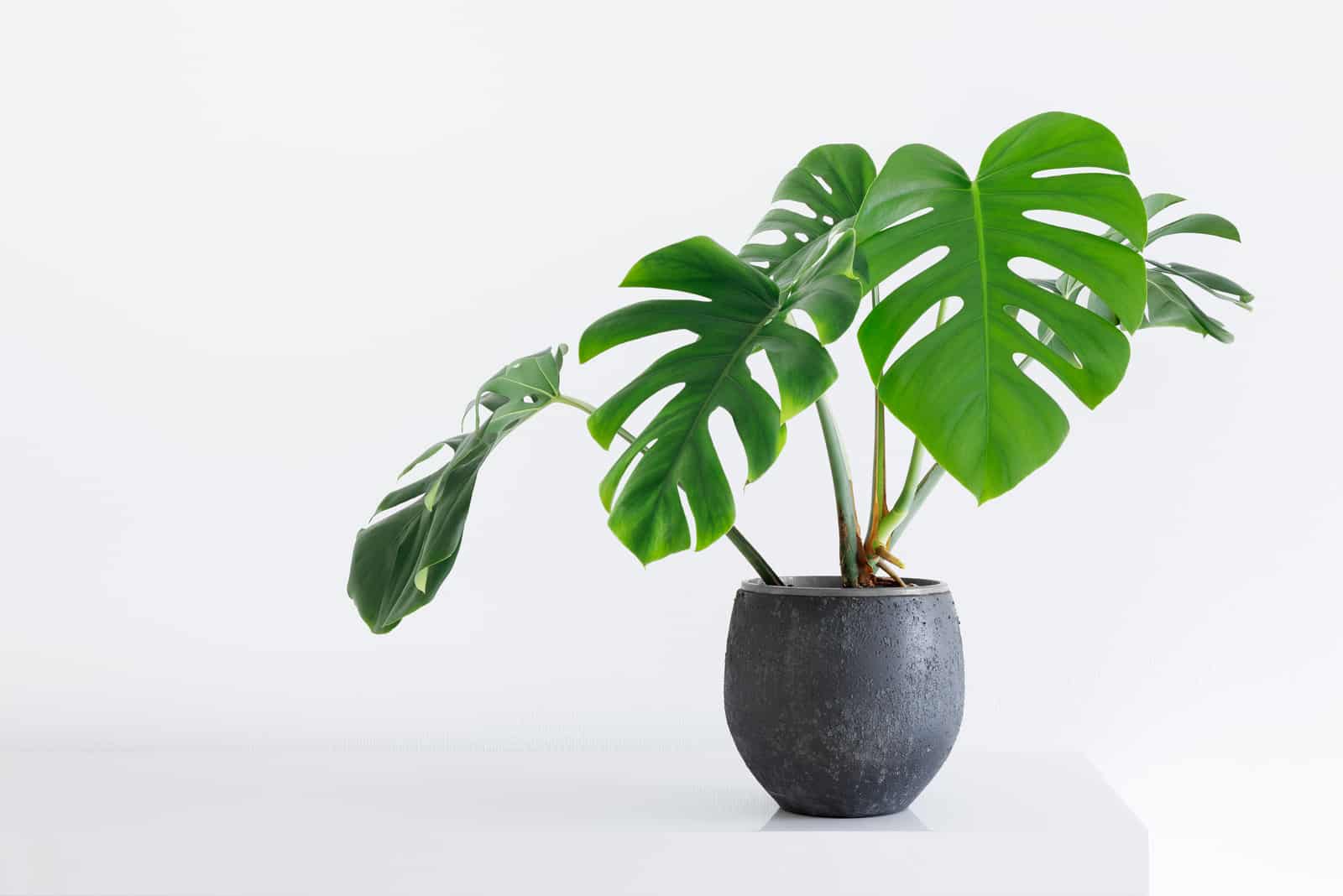 Philodendron Monstera in grey pot with white backgroung