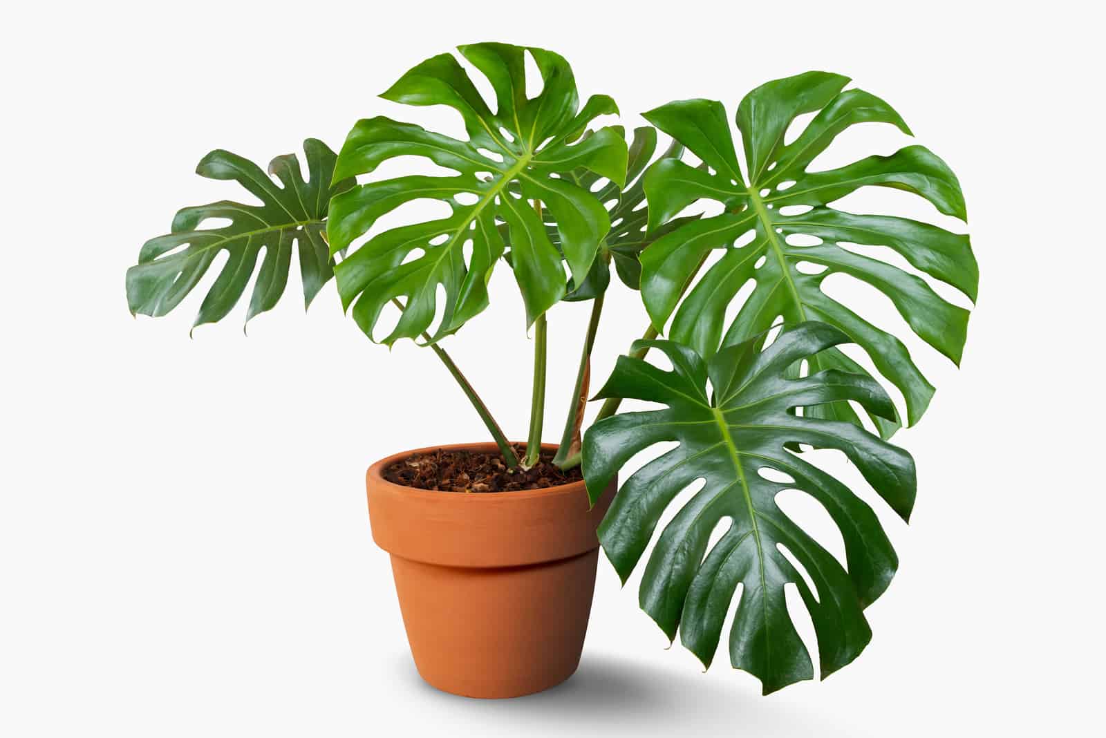 Philodendron Monstera with white background