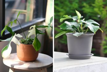 Philodendron Pedatum vs. Florida: How To Distinguish Them Apart