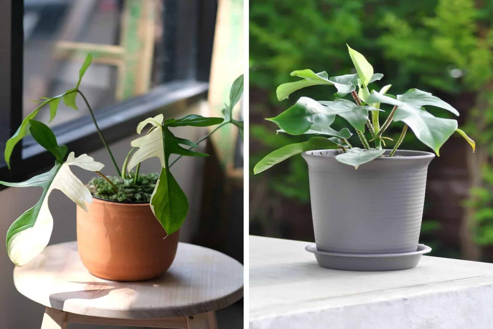 Philodendron Pedatum and Philodendron Florida in pots by window and outside