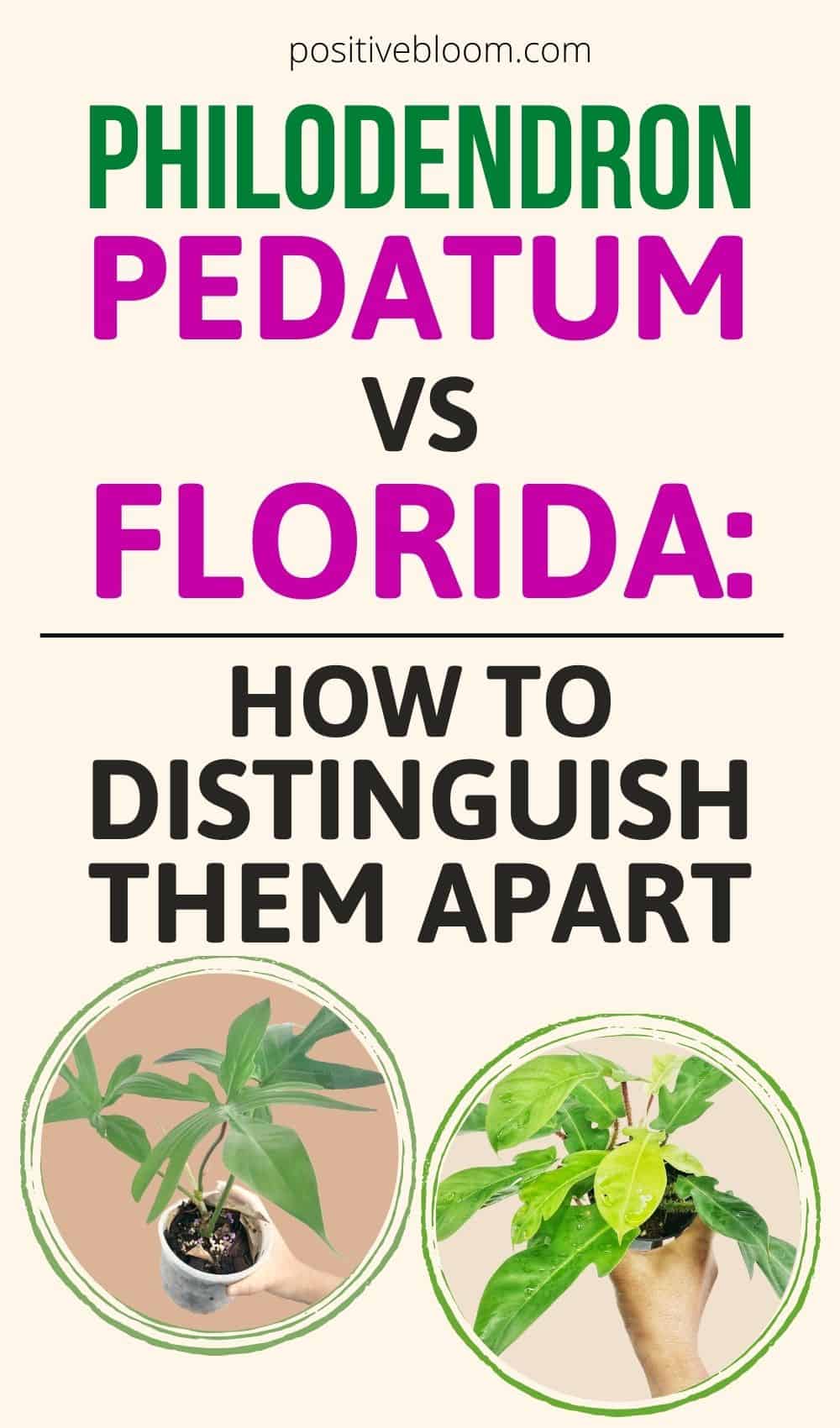 Philodendron Pedatum vs. Florida How To Distinguish Them Apart