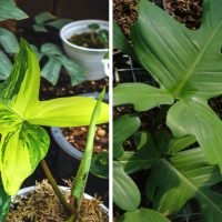 Philodendron Pedatum and Philodendron florida