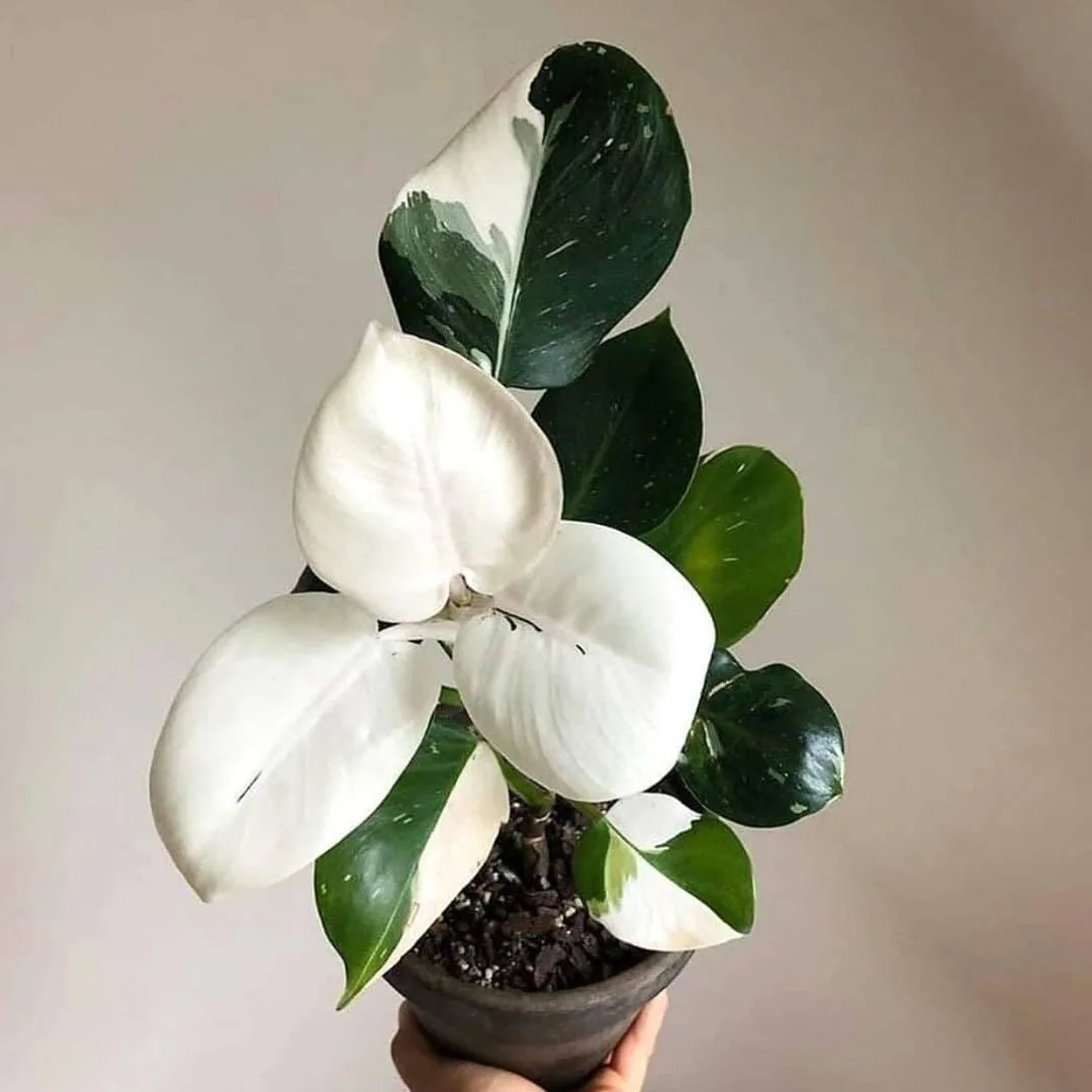Philodendron White Wizard in pot