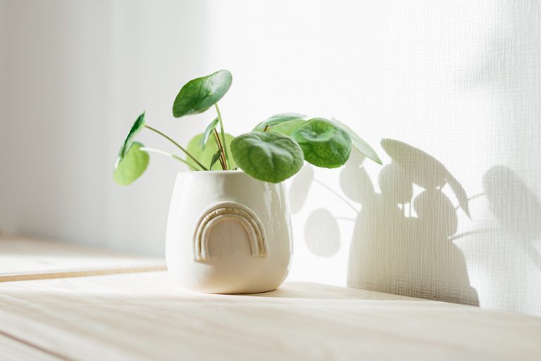 Pilea plant in white pot