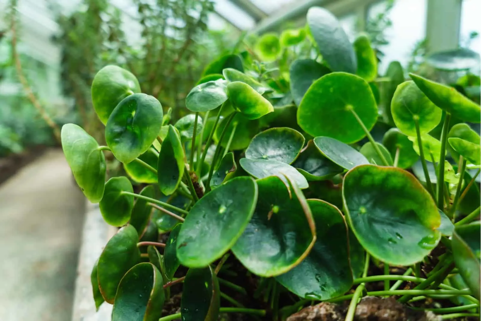 Pilea plant in green house