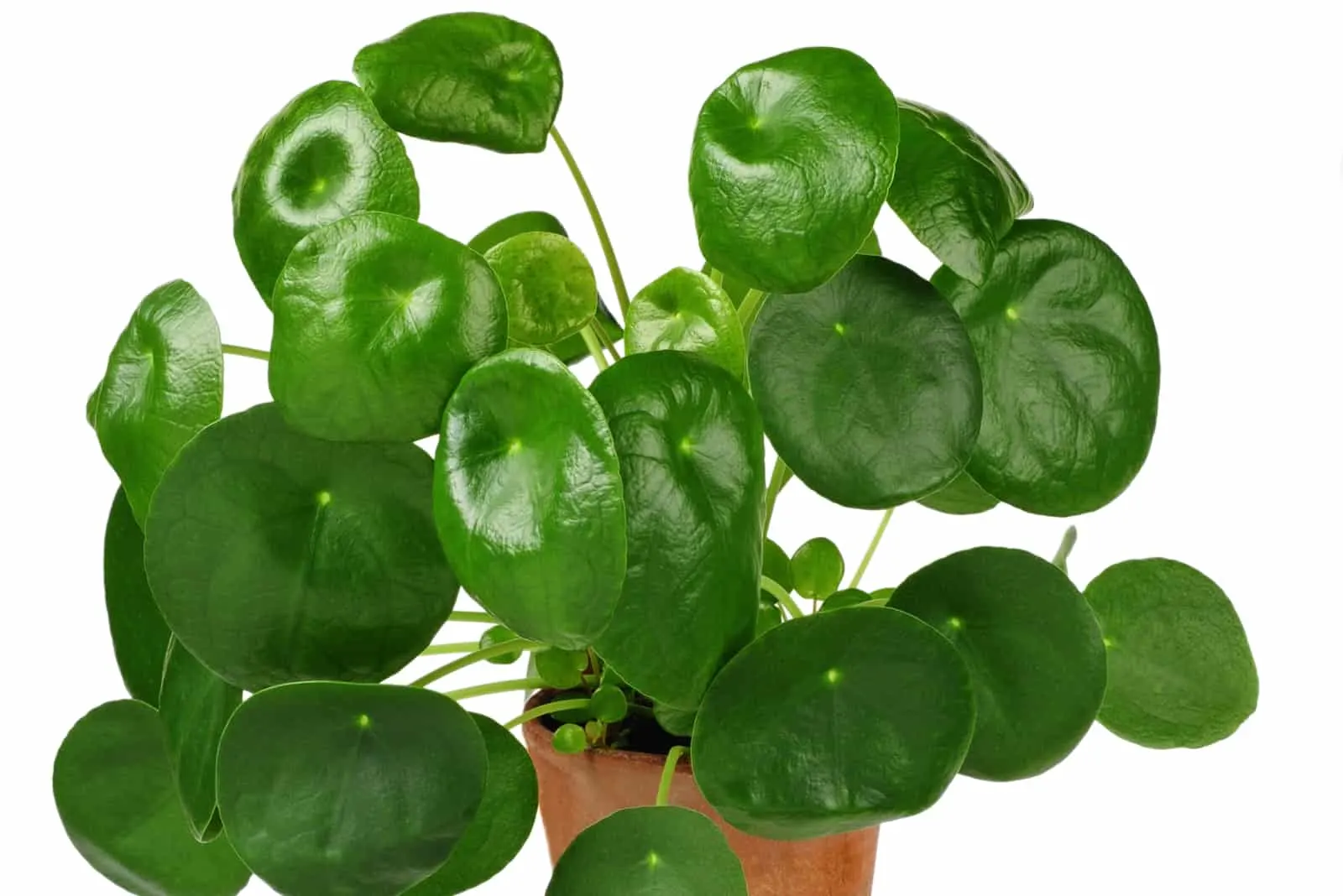 Pilea plant in pot on white surface